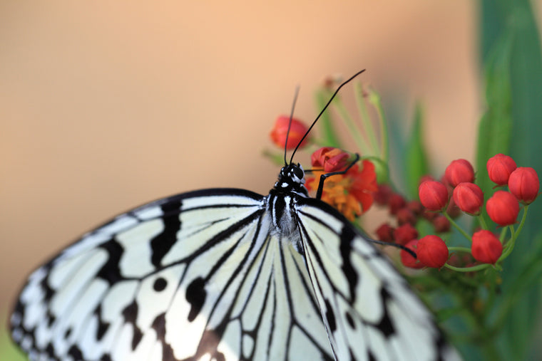 WHITE BUTTERFLY