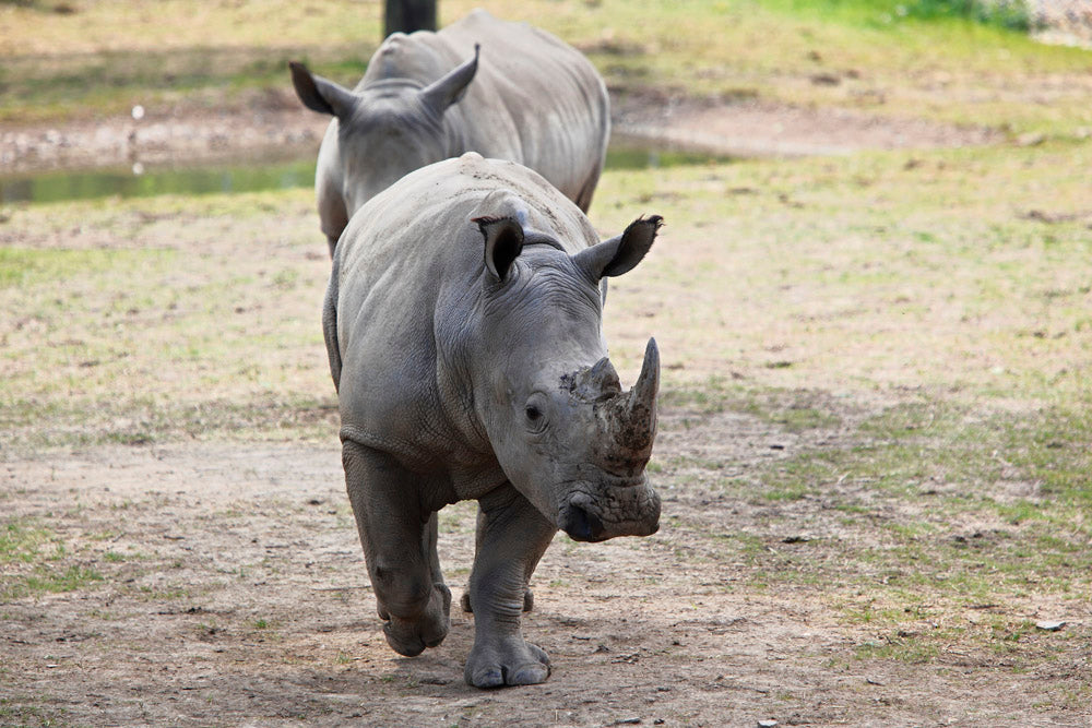 RHINOS ON THE MOVE