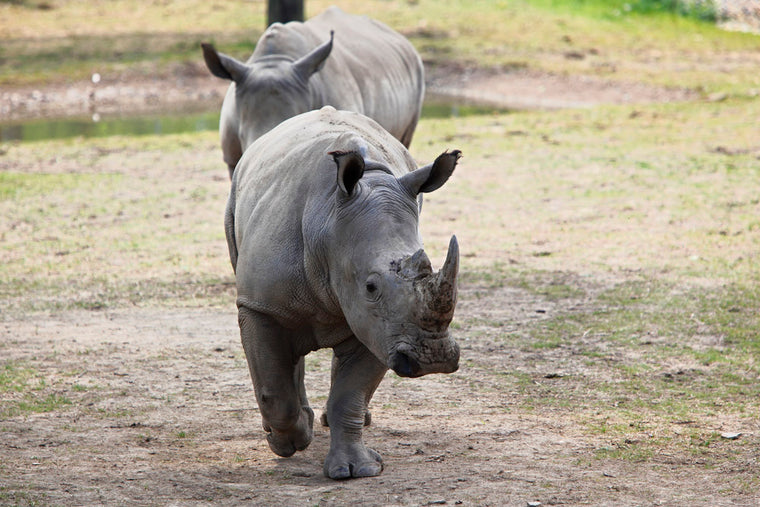 RHINOS ON THE MOVE