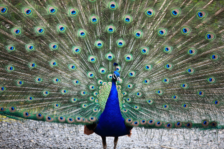 PEACOCK PLUMMAGE