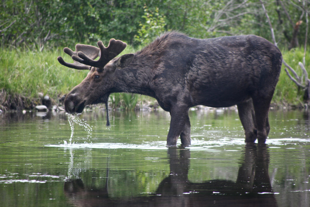 MOOSE IN THE RIVER