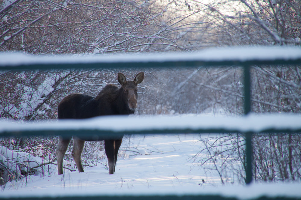 MOOSE IN THE SNOW