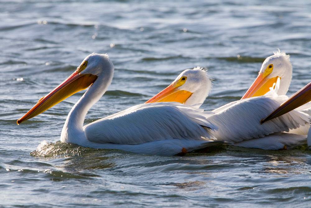 PELICANS ON THE WATER