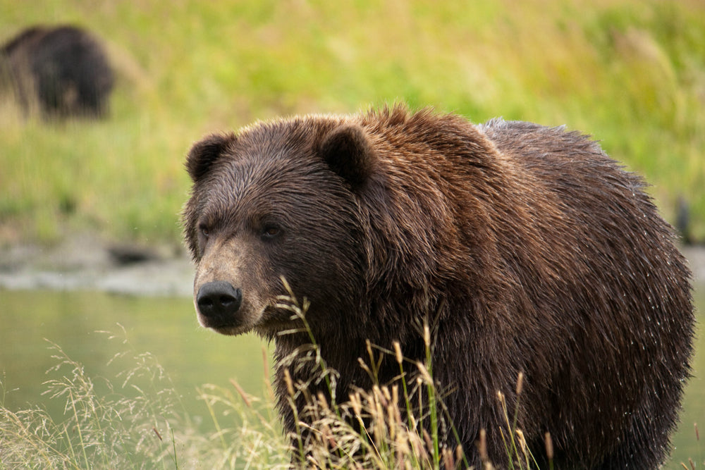 BROWN BEAR HUNTING