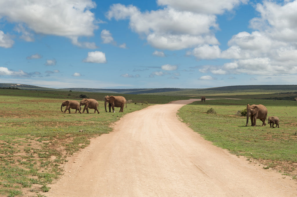 Elephant Herd Roaming the Plains