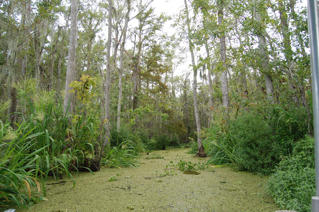 Louisiana Swamp