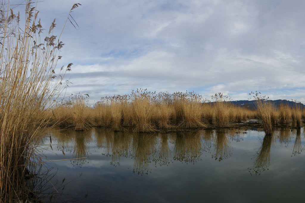 Nature Reserve Pond and Grass