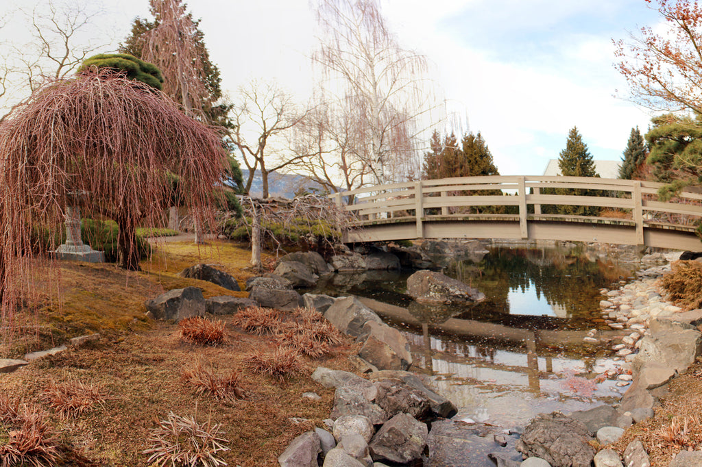 Japanese Garden in Winter