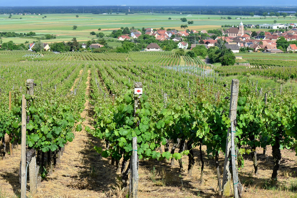 French Vineyard