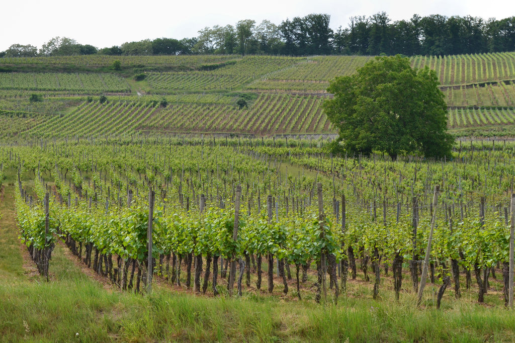 French Countryside and Vineyard