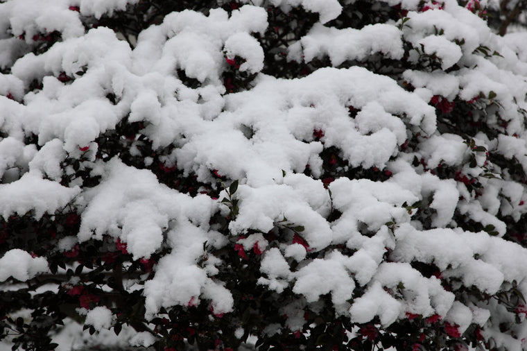 Snowcovered Flowers