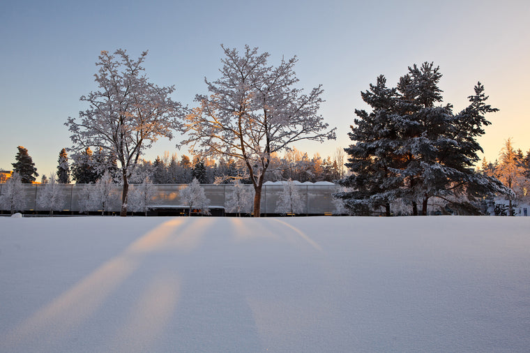 Winter Sunset on Snow-Covered Trees