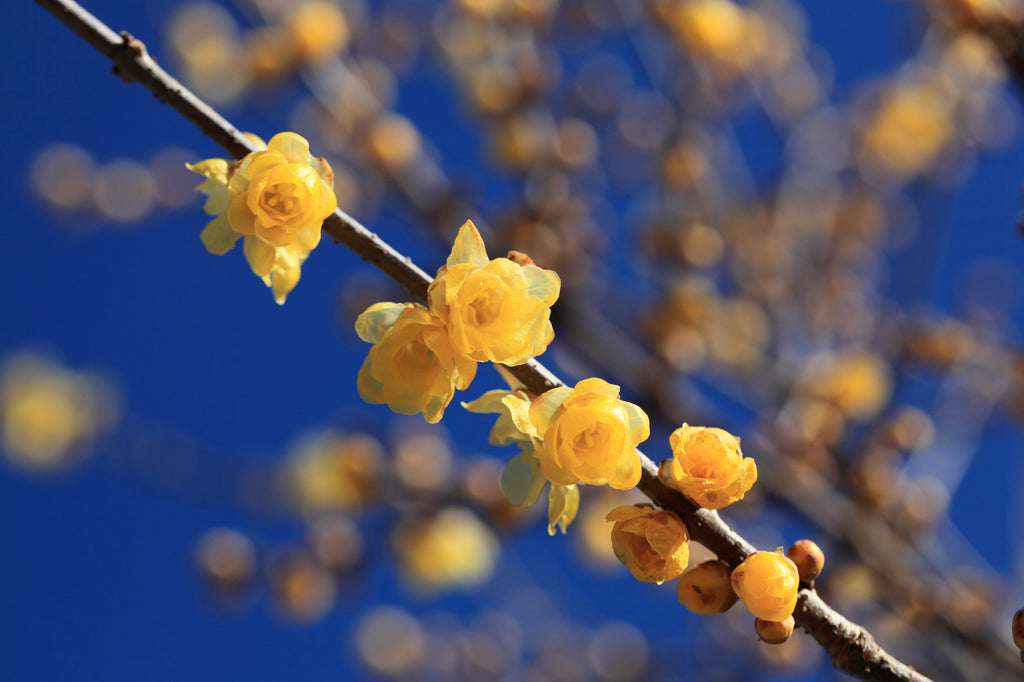 Winter Sweet Flowers