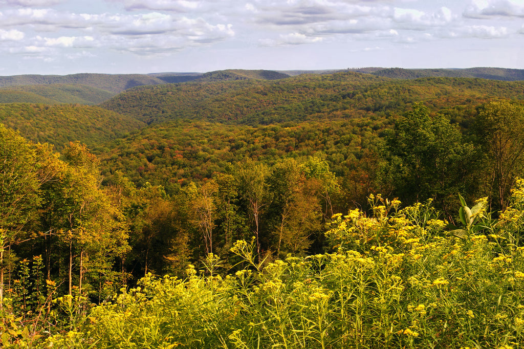 Fall Leaves Changing