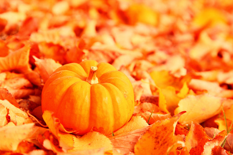 Little Pumpkin and Fall Foliage