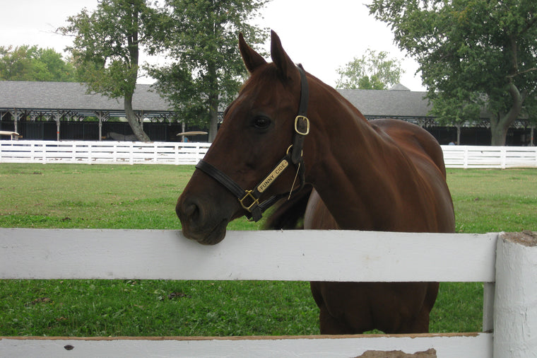 Kentucky Horse Park - Funny Cide