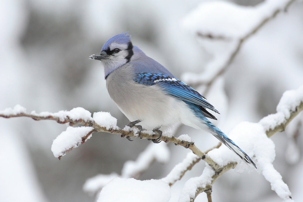 Blue Jay in the Winter