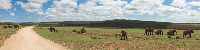 ELEPHANT HERD ROAMING THE PLAINS