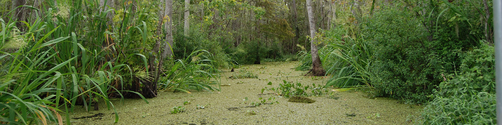 LOUISIANA SWAMP