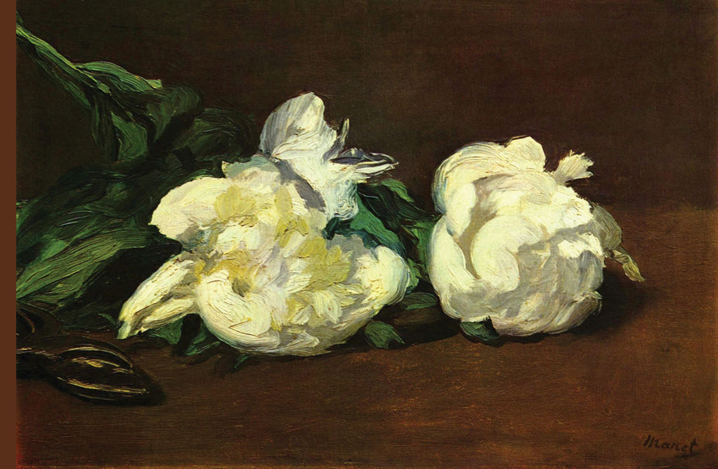 STILL LIFE, WHITE PEONY