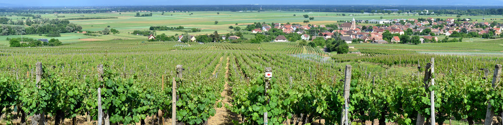 FRENCH VINEYARD