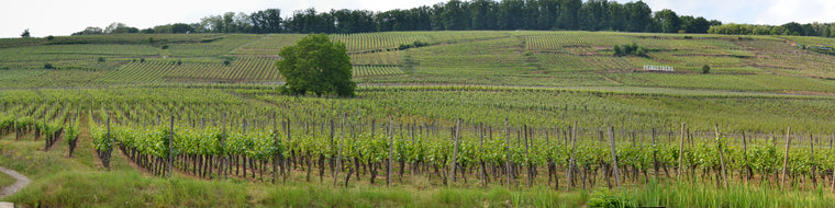 FRENCH COUNTRYSIDE AND VINEYARD