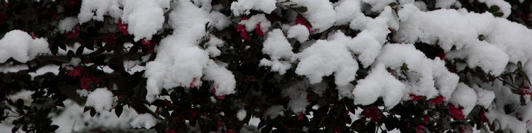 SNOW-COVERED FLOWERS