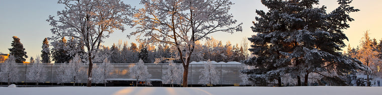 WINTER SUNSET ON SNOW-COVERED TREES