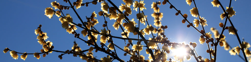 WINTER SWEET FLOWERS WITH SUN