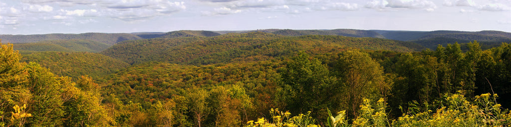 FALL LEAVES CHANGING