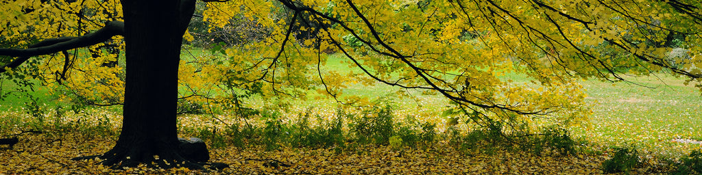 CENTRAL PARK FALL COLORS