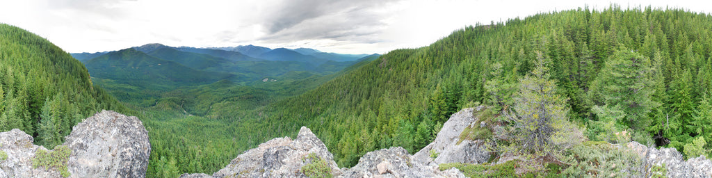 DENSE FOREST