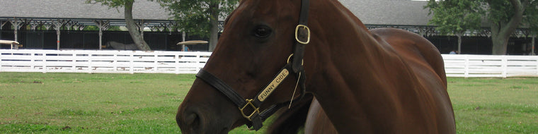 KENTUCKY HORSE PARK - FUNNY CIDE