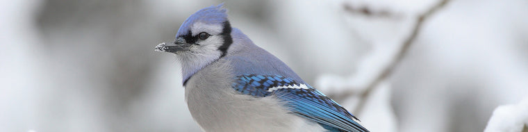BLUE JAY IN THE WINTER