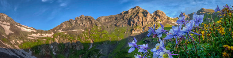 FLOWERS IN BLOOM ON A MOUNTAIN