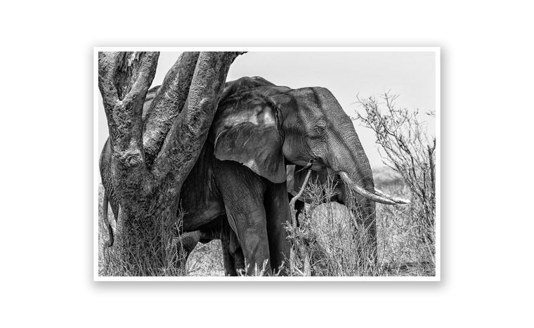 Elephants 2