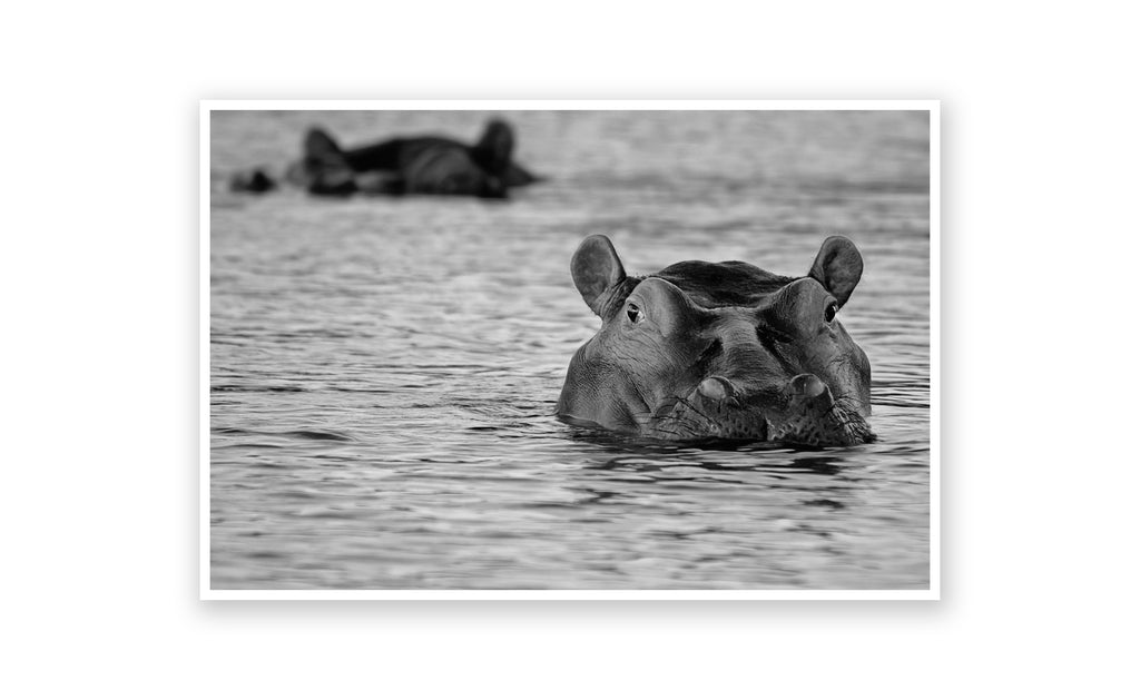 Hippopotamus 1