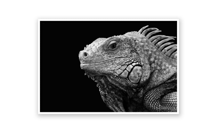 Iguana 1