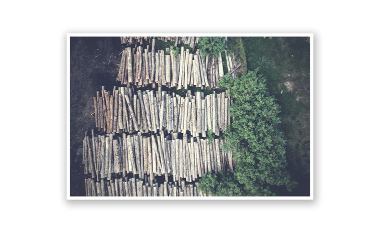 Lumber Yard Tree Line