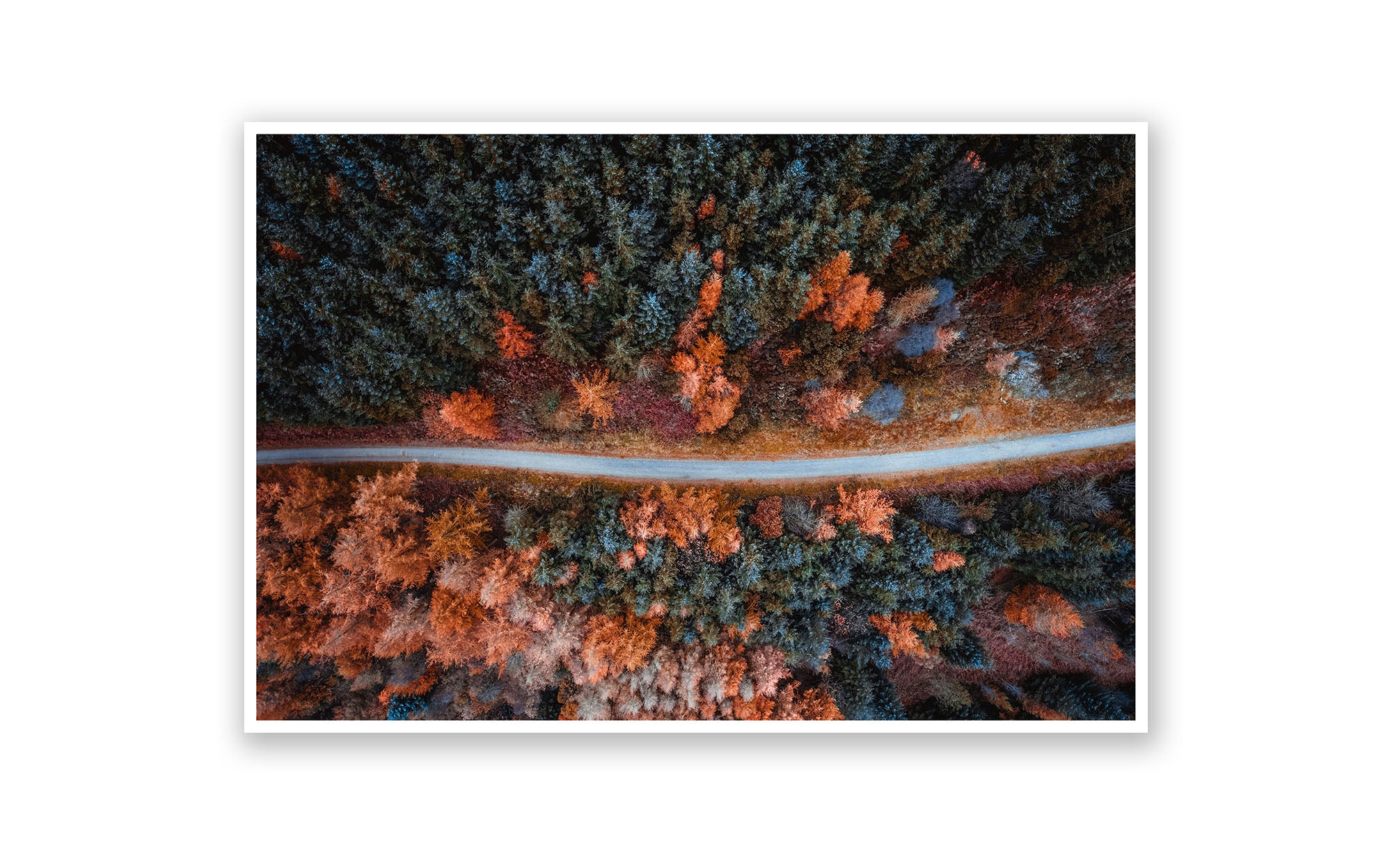 Springburn Rd Prints Pine Road - Larger Than Life Prints