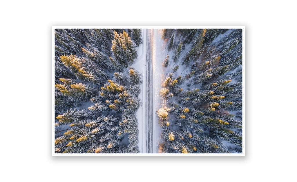 Snowy Pines